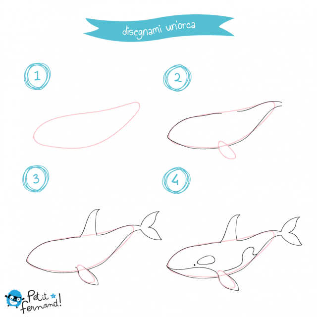 disegni da colorare orca